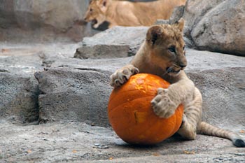 HalloweenLionCubs.jpg