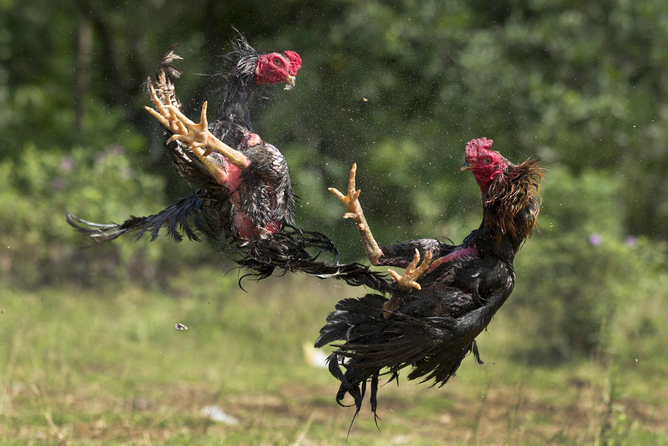 cockfighting.jpg