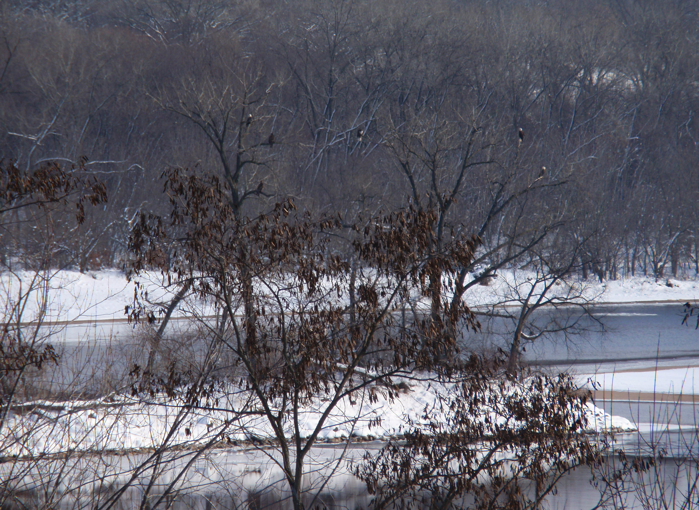 uplace-health-disease-science-animals-zoonotic-baldeagle-wisconsinriver.jpg