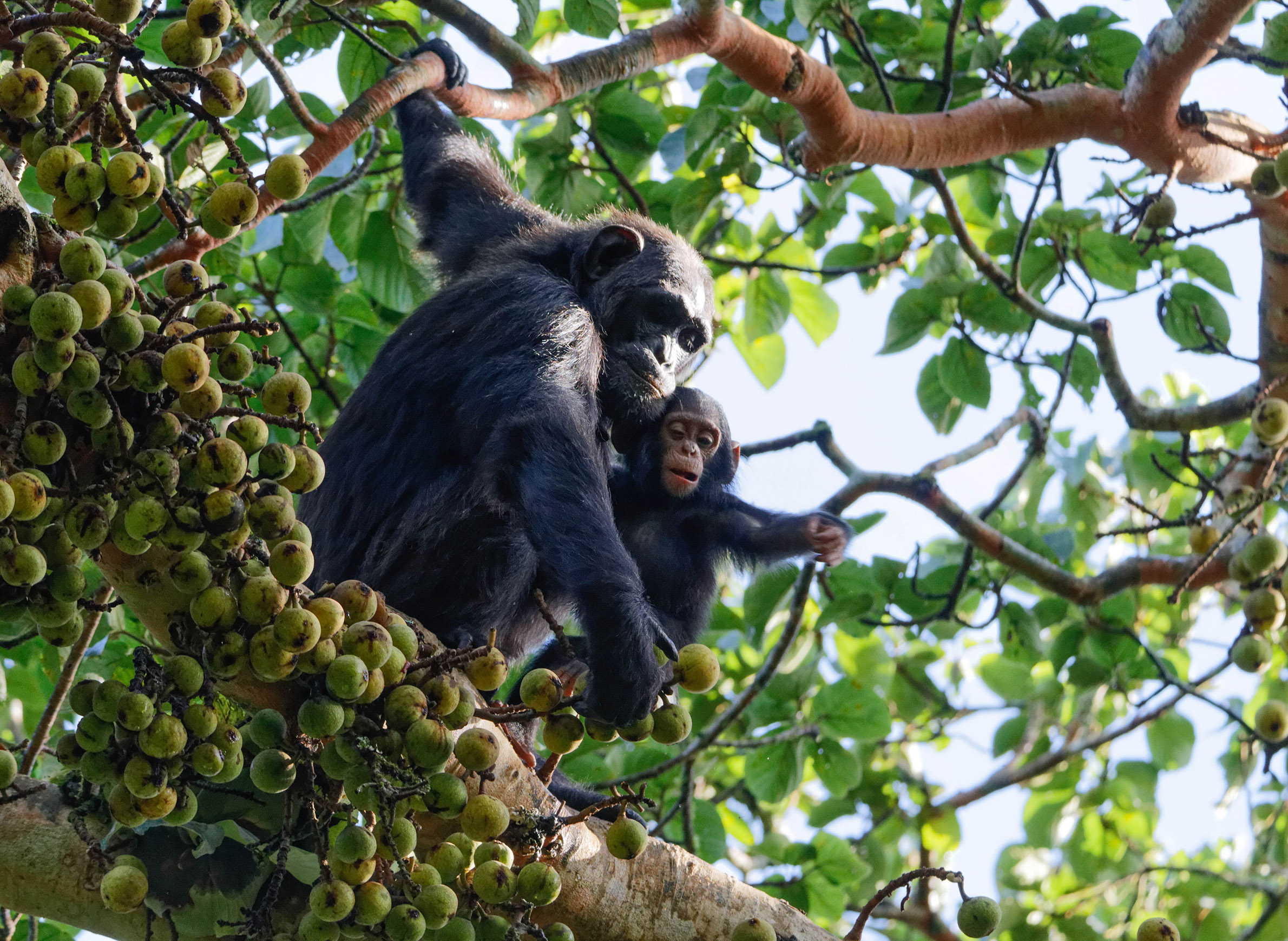 uplace-health-disease-science-animals-zoonotic-chimpanzee-kibale.jpg